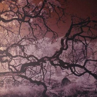 KOBBI GALLERY NA CASACOR 2025: FOTOGRAFIA, NATUREZA E ENCANTAMENTO